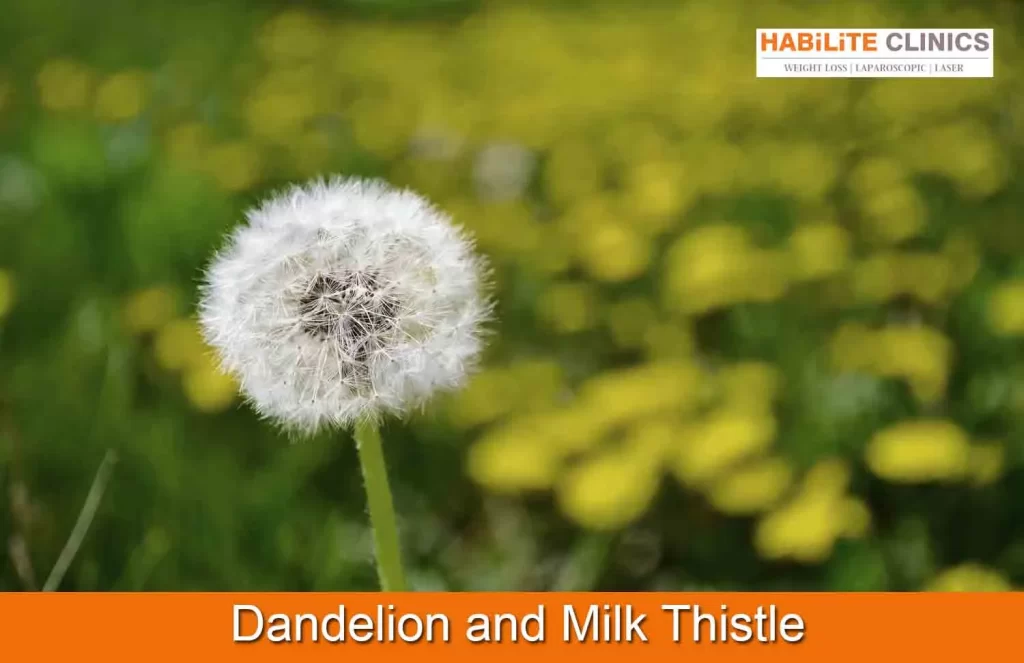 Gall stone Treatment for Dandelion and Milk Thistle